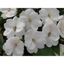 Jump to navigation jump to search. Sunpatiens 1 97 Gal Sunpatiens White Impatien Outdoor Annual Plant With White Flowers In 2 75 In Cell Grower S Tray 18 Plants Dc18pksunwhi The Home Depot