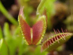 Venus Flytrap Wikipedia