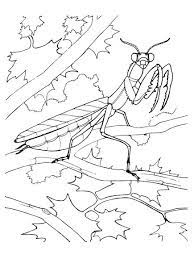 Praying mantis coloring pages praying mantis 4 gif printable coloring4free. Praying Mantis Coloring Page Gottesanbeterin Malbuch Vorlagen Ausmalbilder