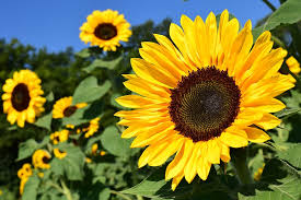 We did not find results for: Hd Wallpaper Yellow Sunflowers In Selective Focus Photography Sunflower Field Wallpaper Flare