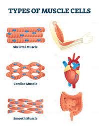 Pin On Health And Medicine Illustrated