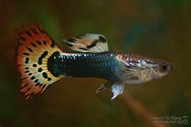 Can Betta Fish Live With Guppies Do S Don Ts Betta Care Fish Guide