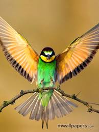 Wallpaper Hd Images Of Birds Of Paradise Birds Hd Wallpaper 320 Bird Cute Birds Pet Birds Bird Wallpaper Birds