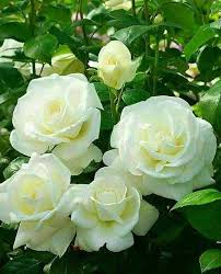 Gambar bunga mawar bunga mawar identik dengan simbol cinta, kasih sayang, keromantisan dan bahkan ke sakralan atau formal. Bunga Mawar Putih Green Thursday Steemit