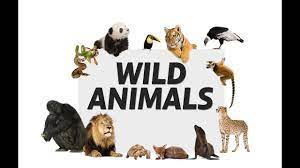 Wild Animals And Their Sounds Animals Sounds Wild Animals Animals Kids Learn Animals Wild Wild Animal Sounds Animal Sounds
