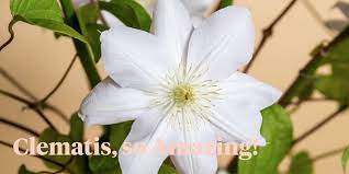 My first attempt with sweet autumn clematis was quite successful. How To Best Enjoy Your Clematis With These Marginpar Care Tips Thursd
