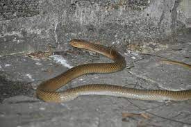Philippine Cobra Snake Cobra Reptile House