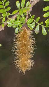 Image result for Ormocarpum trichocarpum