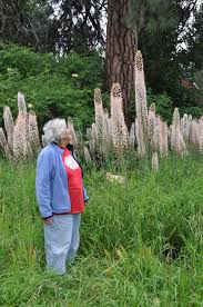 You can find yellow and green foxtails all across the united states, while giant. Gardening Foxtail Lilies Tall Beauties Found In Glenrose Field The Spokesman Review