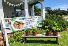 Take a break during a lengthy ocracoke village expedition and relax with a hot or cold cup of joe at this favorite destination that's designed for lingering and enjoying the local scene. Ocracoke Fig Festival Continues This Week Ocracoke Observer