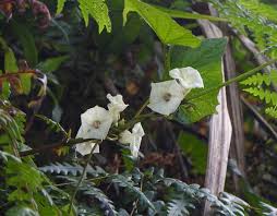 Image result for Lepistemon