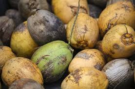 Major challenges cultivation geographic information systems oils and fats remote sensing (2016) jurnal teknologi controlled opportunities for a sunrise industry; Hybrid Coconut Its Potential To Help Overcome Poverty Agriculture Monthly