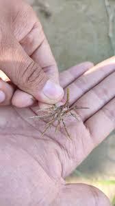 Image result for Cyperus rotundus