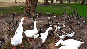 How to keep geese out of your yard flight control ? How To Get Rid Of Geese From Your Property And Keep Them Away