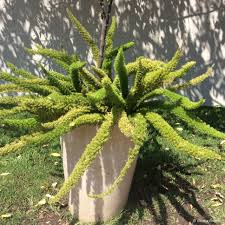 Image result for Asparagus natalensis