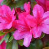 The list of toxic flowers, shrubs, trees, and vines reaches into the hundreds, and includes many that are popular among gardeners. Https Encrypted Tbn0 Gstatic Com Images Q Tbn And9gctoptbixc Yed8v G3rxte9ww1q Iju16z0hwn24a5iqadfcjdn Usqp Cau