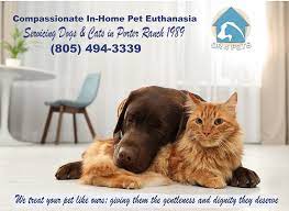 Home euthanasia is almost getting to be mainstream, shanan says. Dr 4 Pets House Call Veterinarian Pet Euthanasia In Thousand Oaks Ca