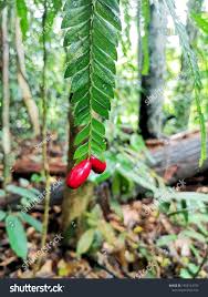 Image result for Anisophyllea