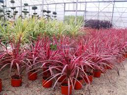 Image result for Cordia pilosissima