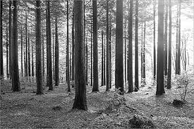 Check spelling or type a new query. Black And White Tree Photography