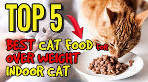 Whatever indoor cat food you choose, keep in mind that all cats require a diet that's high in animal protein and low in fat and carbs. Best Wet Cat Food For Overweight Indoor Cats Youtube