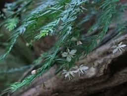 Image result for Asparagus pendulus
