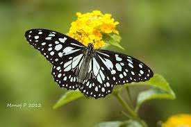My Butterfly Garden Butterfly Garden Blue Tigers Butterfly