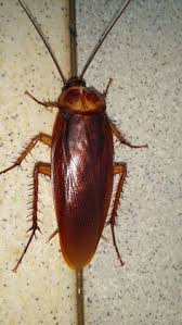 Our cockroach extermination services and tips. Complete Pest Control Completepest Profile Pinterest