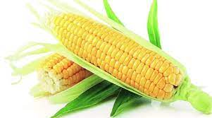 A pale yellow resembling the color of corn: On And Off Goes Maize In Punjab India News The Indian Express