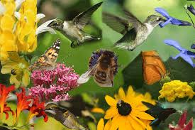 Speaking of flowers, here are the top hummingbird flowers to consider planting if you want to have an influx of hummingbirds for the long haul. Gif The Birds And The Bees Butterflies Orgasm Animated Gif On Gifer By Coidar