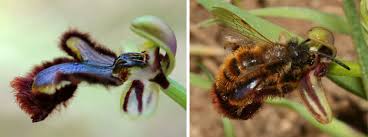 Image result for Ophrypetalum odoratum