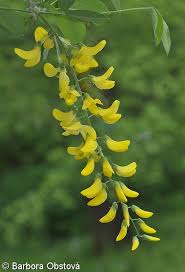 Image result for Laburnum anagyroides