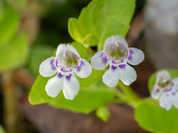 Image result for Clinopodium