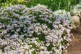 Image result for Arabis