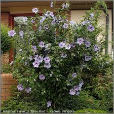 Pin By Melissa Clark On Garden Hibiscus Plant Blue Hibiscus Hardy Hibiscus