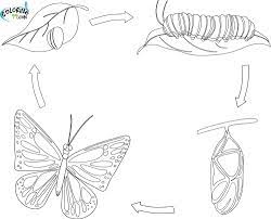 Free Printable Butterfly Coloring Pages For Kids Butterfly Coloring Butterfly Coloring Page Free Printable Butterflies