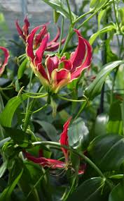 Image result for Scadoxus pole-evansii