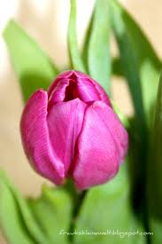 62 April April Der Macht Was Er Will O Garten Flowerpower