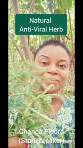 Natural Antiviral Herb., #organic , #herbal , #natural , #herbs ,  #herbalmedicine , #healthcare , #leaf , #health