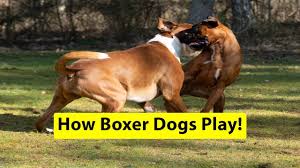 Keep in mind that your dog will test you throughout training so steel your nerves. How Boxer Dogs Play Youtube