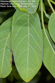 Image result for Hilsenbergia