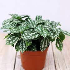 Image result for Pilea angolensis