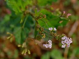 Image result for Boerhavia coccinea
