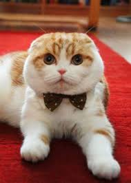 Meow Food Sevimli Kediler Kedi Kediler Ve Yavrulari