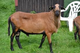 Herzlich willkommen bei barbados blackbelly schafe! Borchardts Barbadosblackbellyzucht
