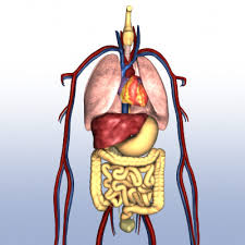 Human Internal Organs Maya