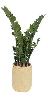 Image result for Zamia