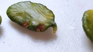 Image result for Picralima nitida