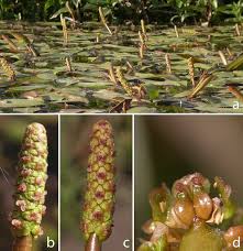 Image result for Potamogetonaceae