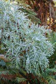 Image result for Cussonia corbisieri